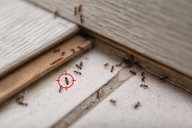 Best Commercial Pest Control Services  in Colquitt, GA