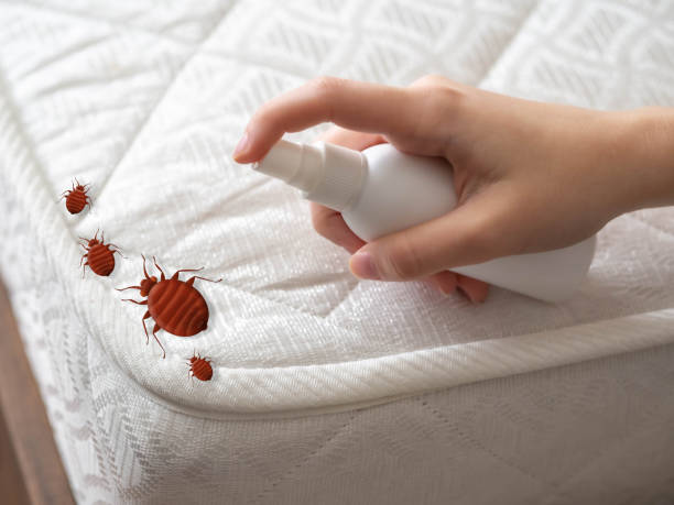 Best Wasp Removal Services  in Colquitt, GA